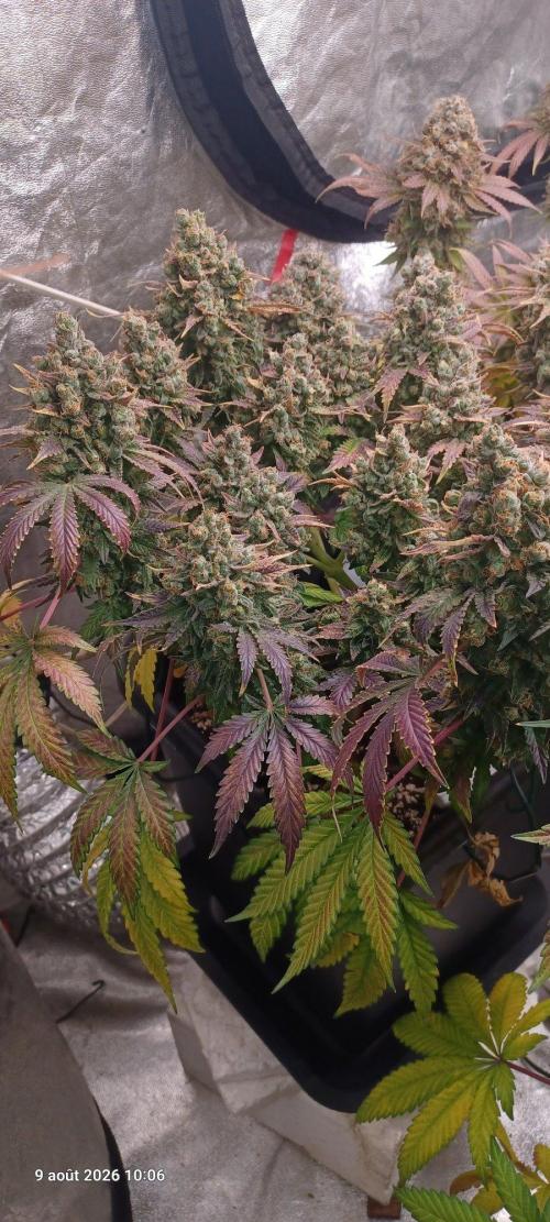 Wedding cake rQs. Week 17