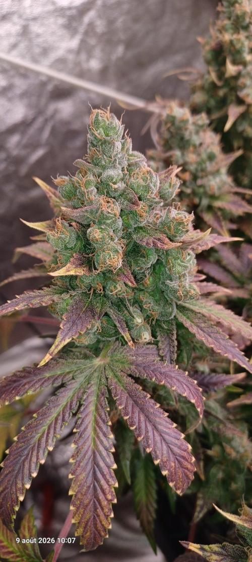 Wedding cake rQs. Week 17