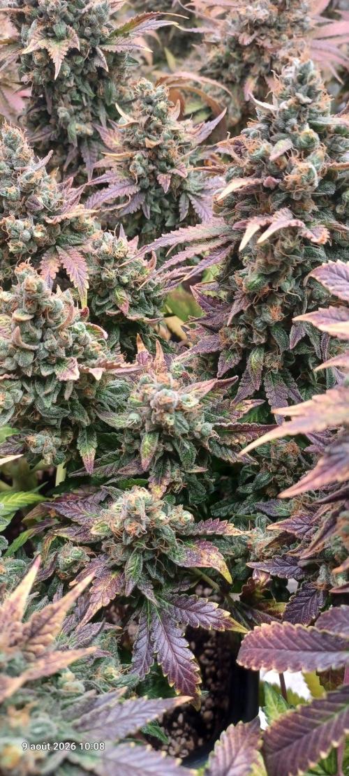 Wedding cake rQs. Week 17