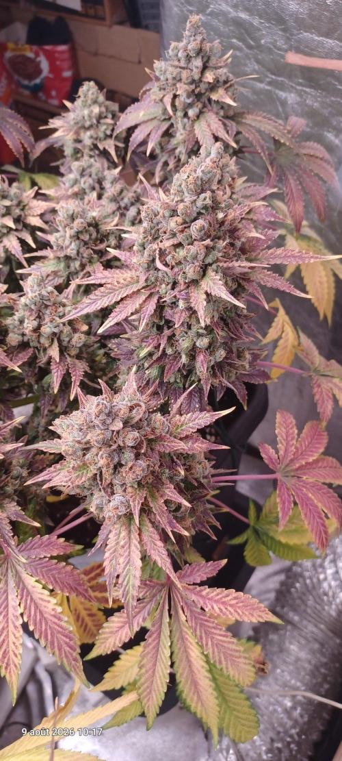 Wedding cake rQs. Week 17