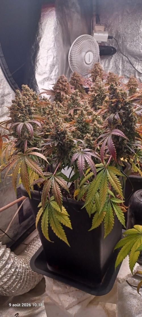 Wedding cake rQs. Week 17