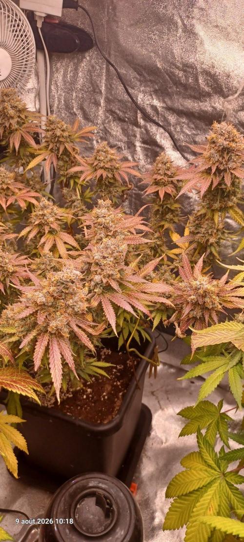 Wedding cake rQs. Week 17