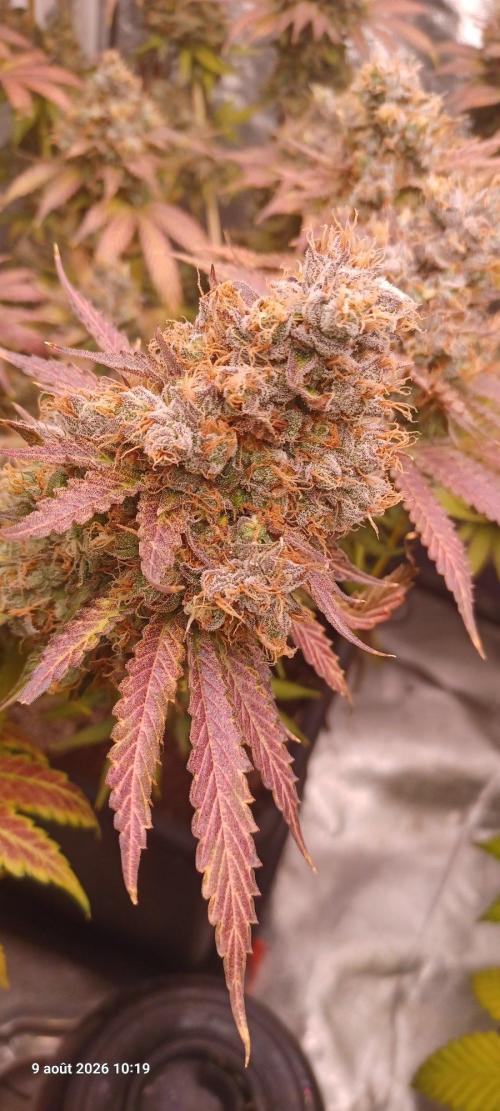 Wedding cake rQs. Week 17
