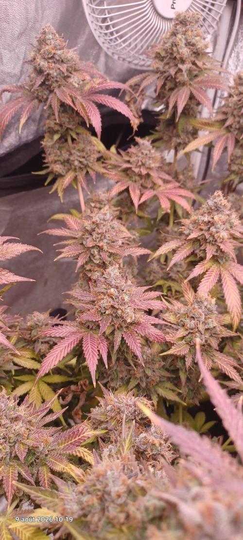 Wedding cake rQs. Week 17