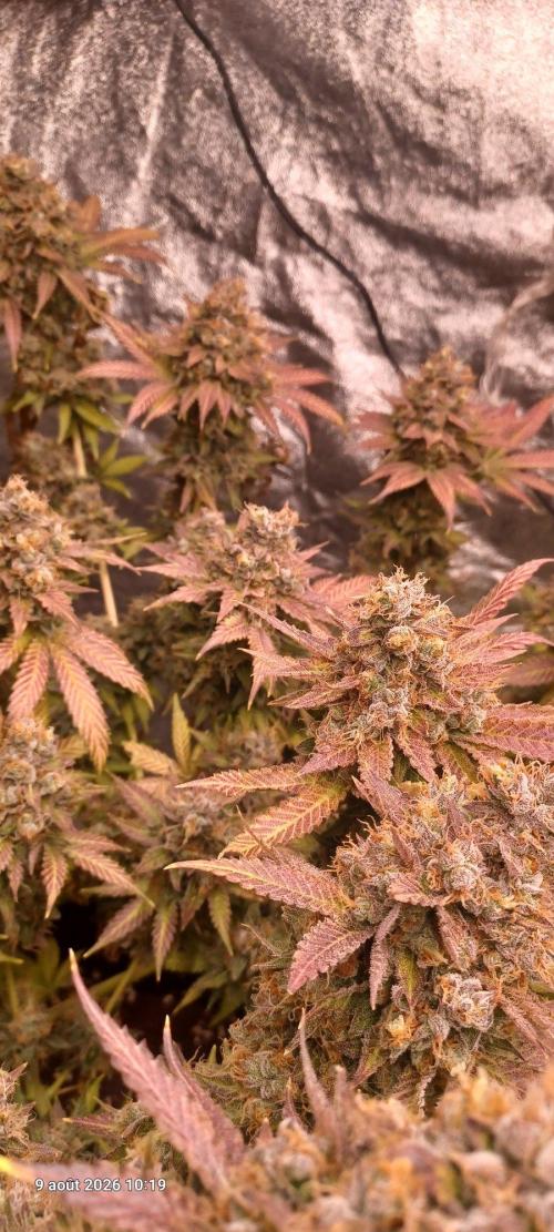 Wedding cake rQs. Week 17