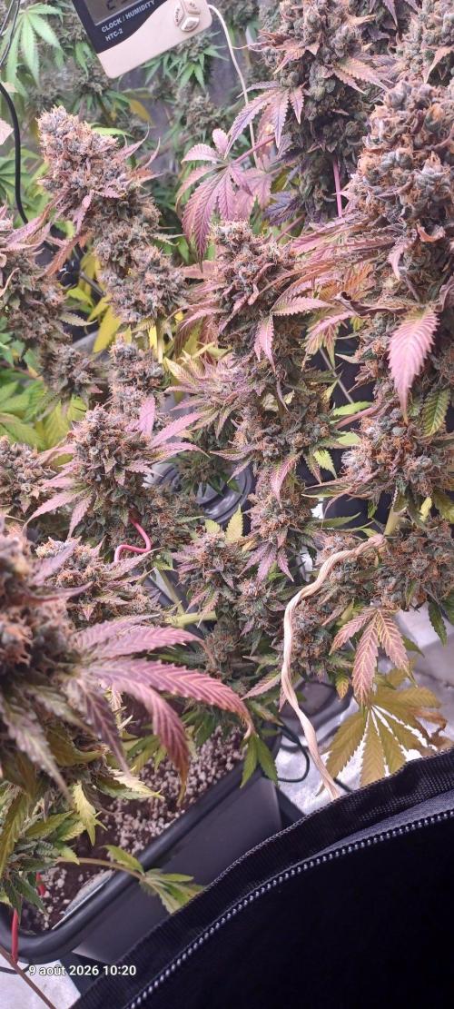 Wedding cake rQs. Week 17