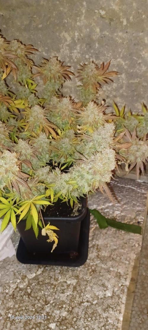 Wedding cake rQs. Week 17
