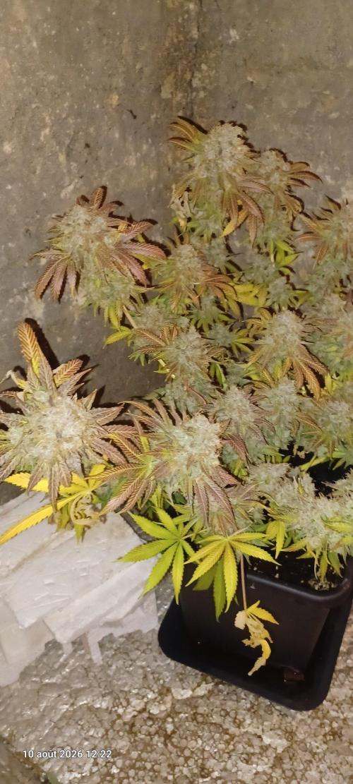 Wedding cake rQs. Week 17