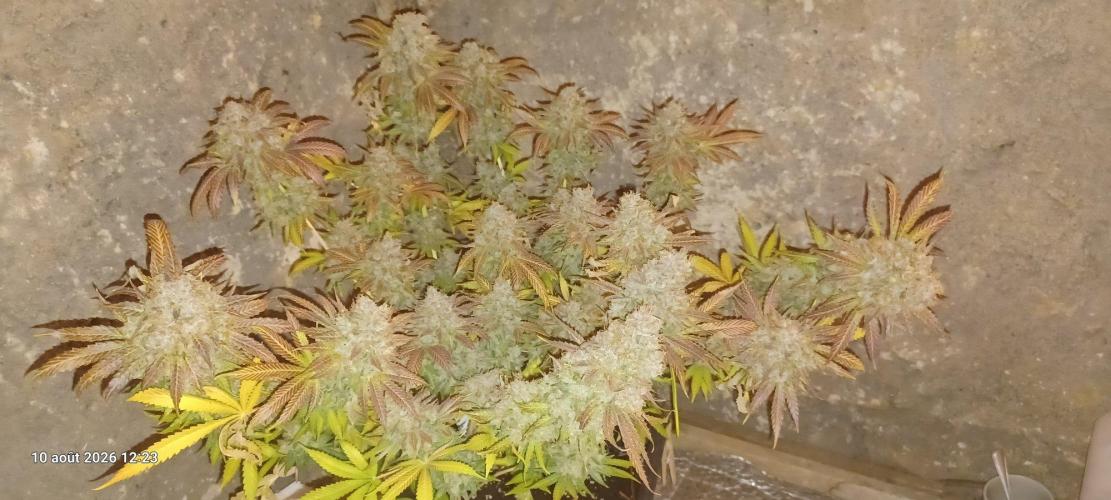 Wedding cake rQs. Week 17