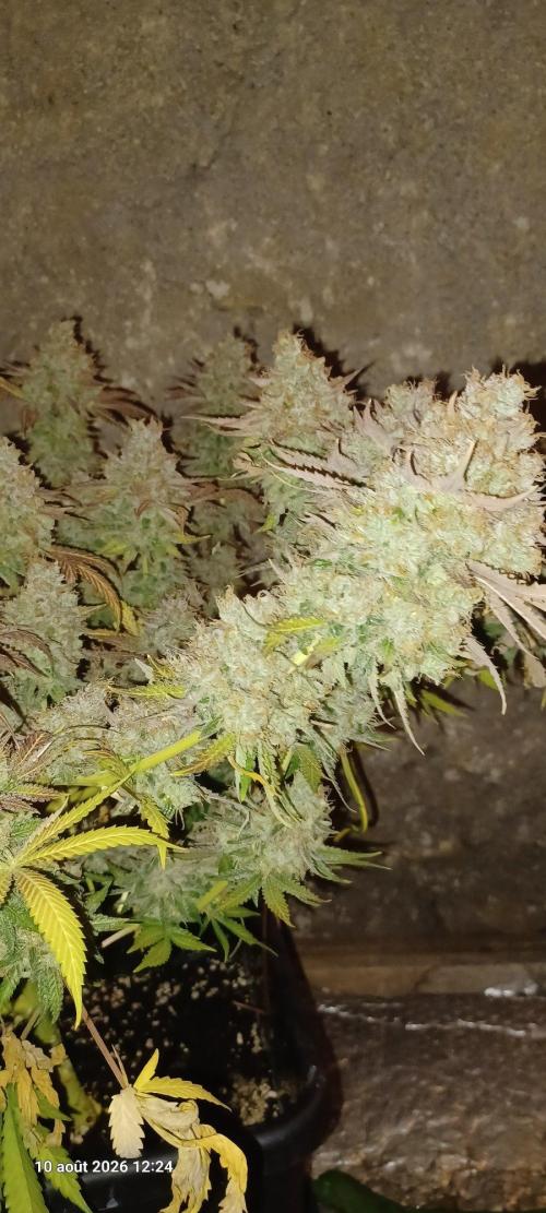 Wedding cake rQs. Week 17