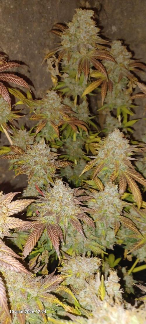 Wedding cake rQs. Week 17