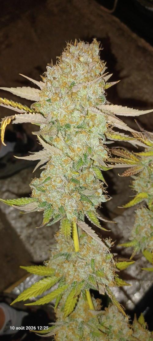 Wedding cake rQs. Week 17