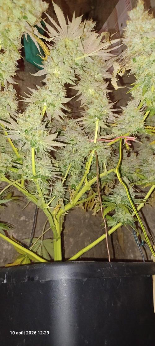 Wedding cake rQs. Week 17