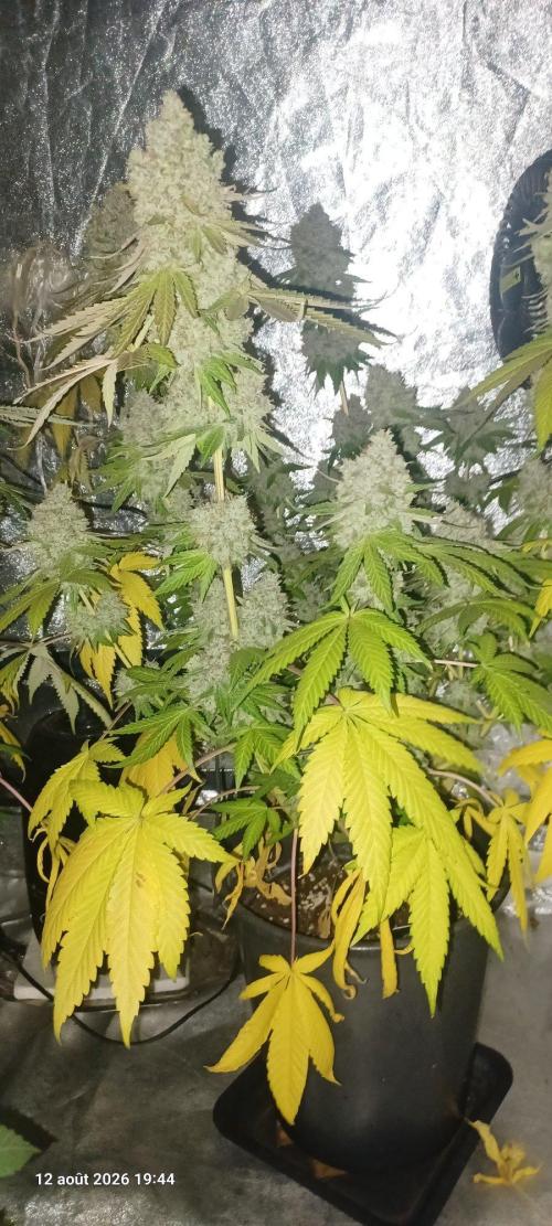 Forbidden Fruit  rQs. Week 14