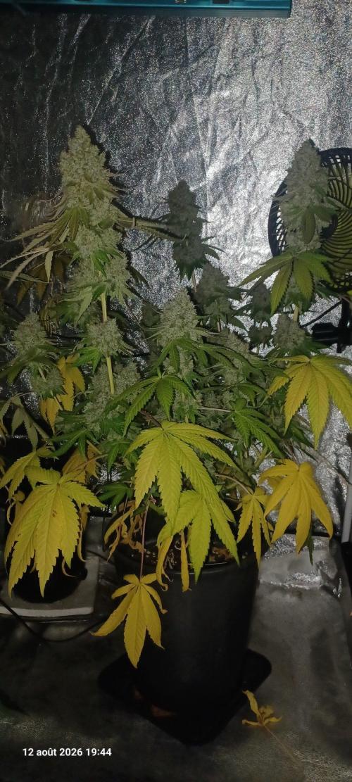 Forbidden Fruit  rQs. Week 14