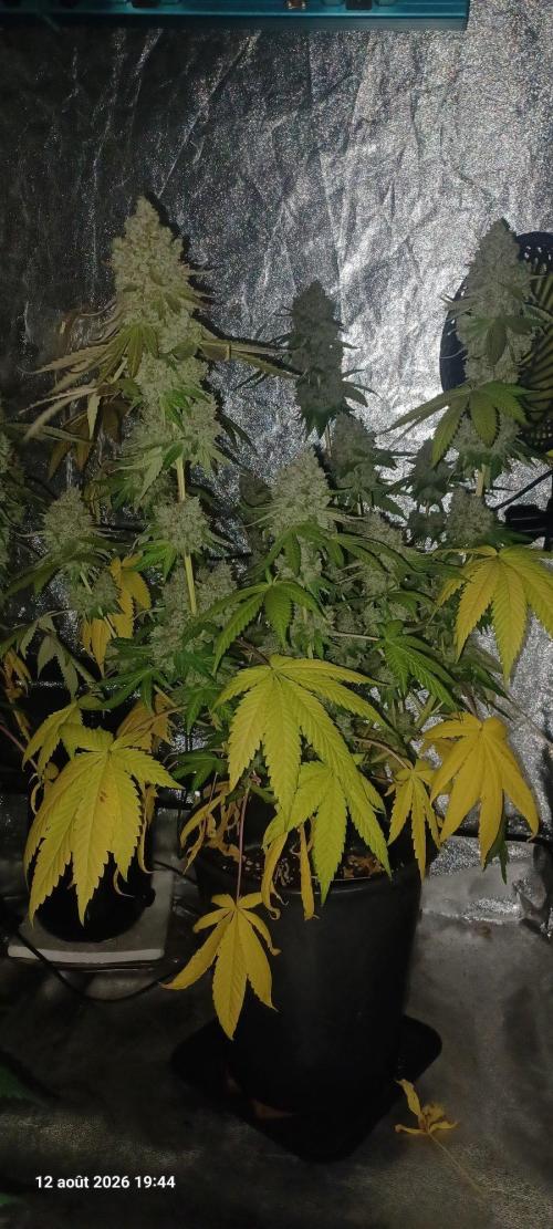 Forbidden Fruit  rQs. Week 14