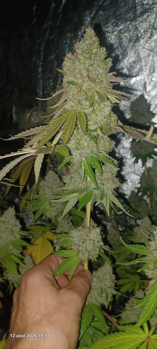 Forbidden Fruit  rQs. Week 14