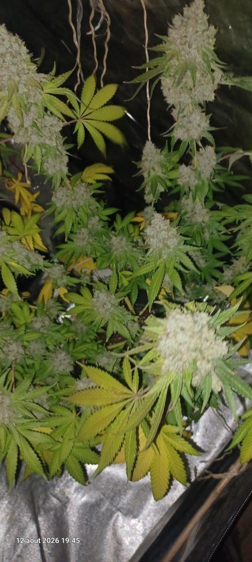 Forbidden Fruit  rQs. Week 14