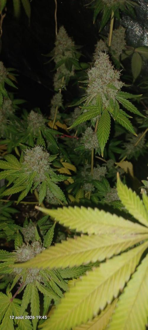 Forbidden Fruit  rQs. Week 14