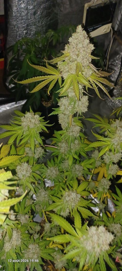 Forbidden Fruit  rQs. Week 14
