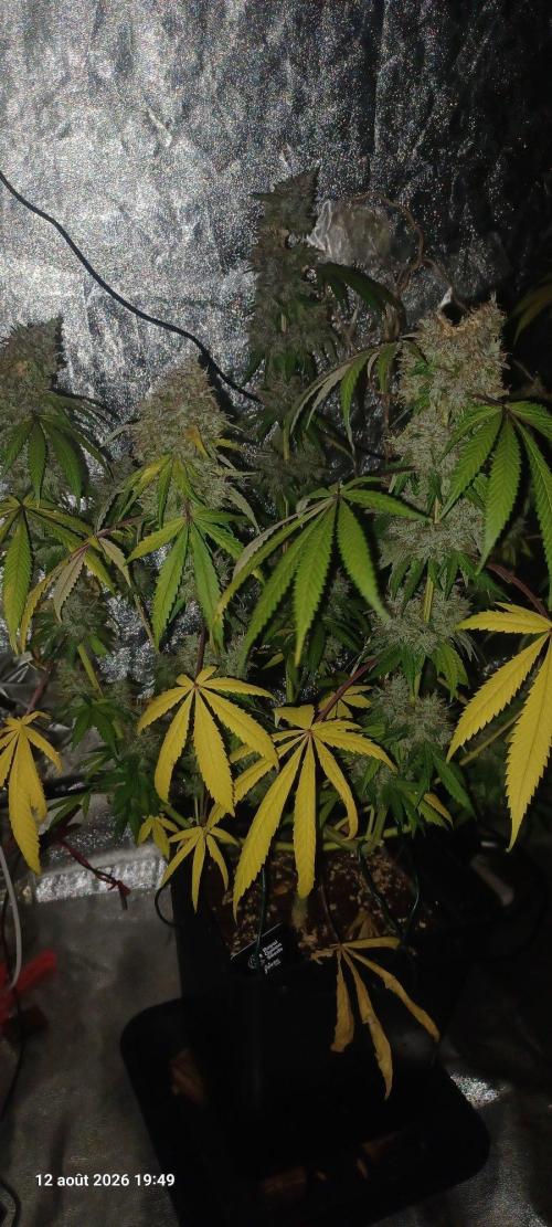 Forbidden Fruit  rQs. Week 14