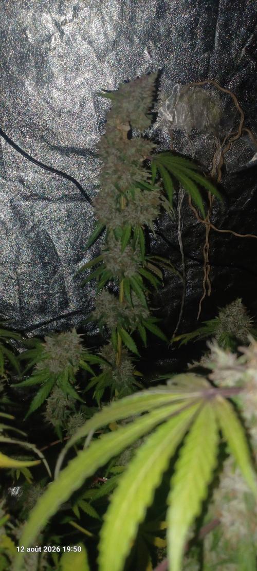 Forbidden Fruit  rQs. Week 14