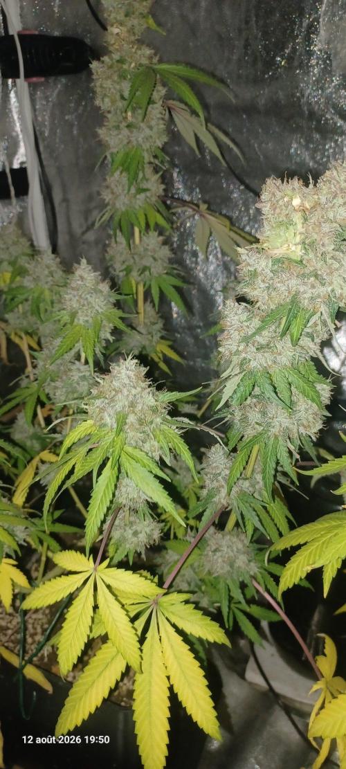 Forbidden Fruit  rQs. Week 14
