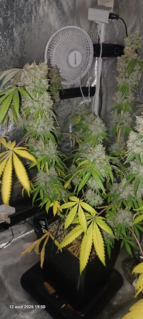 Forbidden Fruit  rQs. Week 14