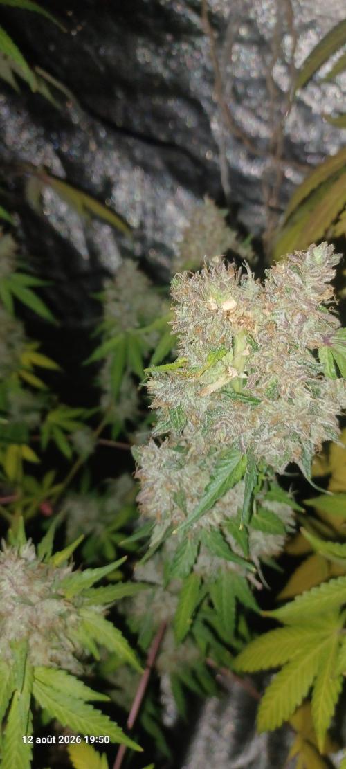 Forbidden Fruit  rQs. Week 14