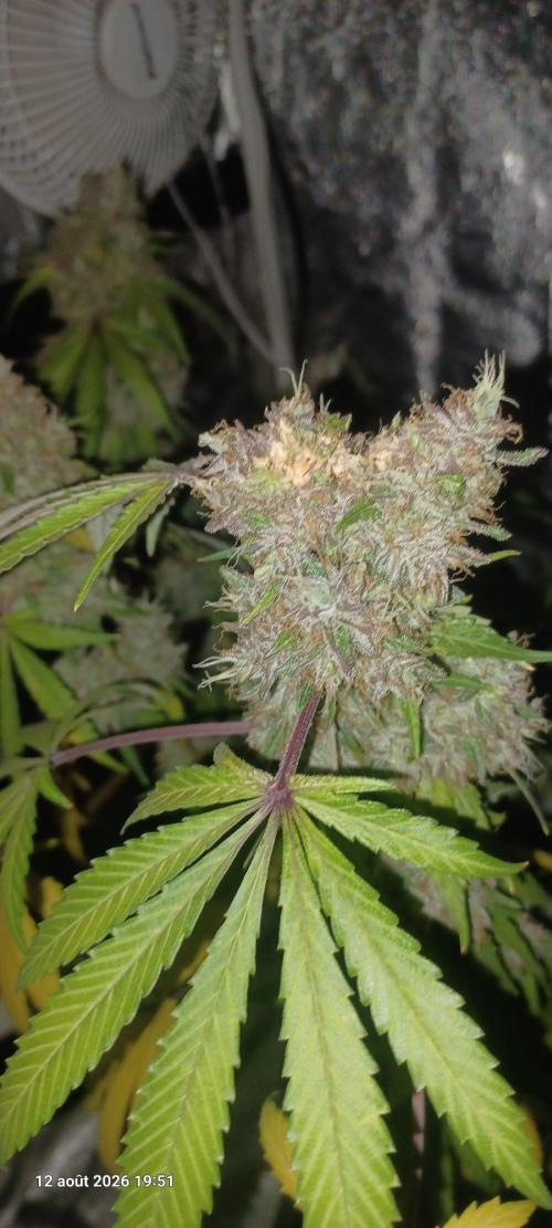 Forbidden Fruit  rQs. Week 14