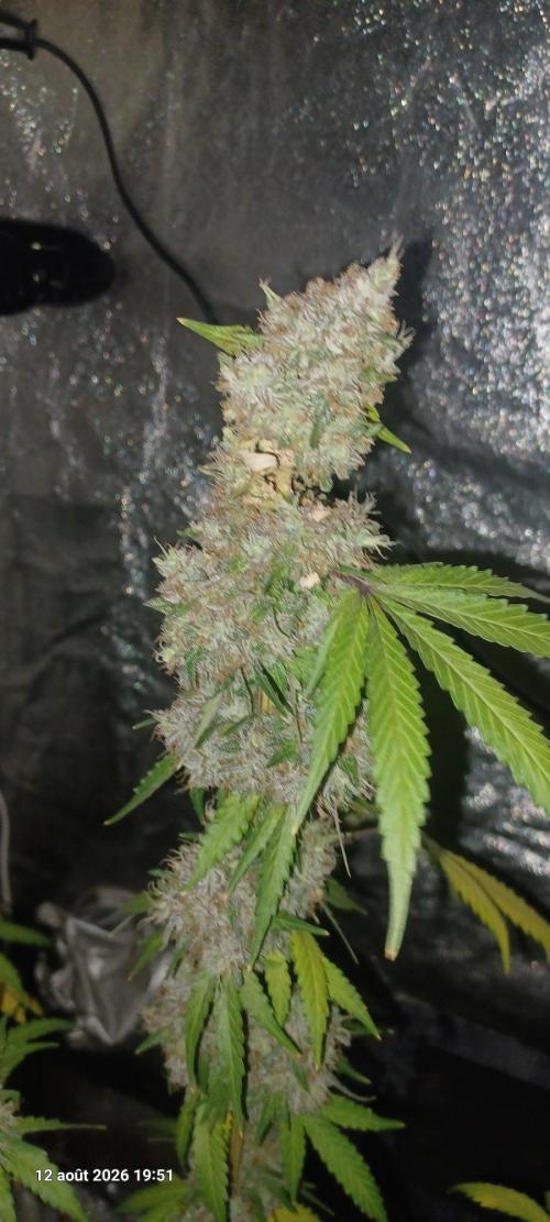 Forbidden Fruit  rQs. Week 14