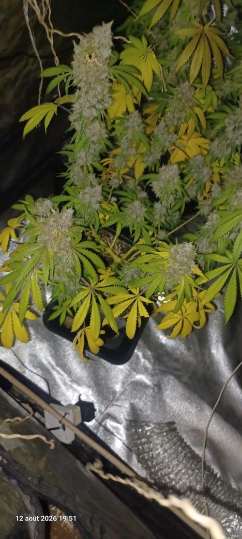 Forbidden Fruit  rQs. Week 14