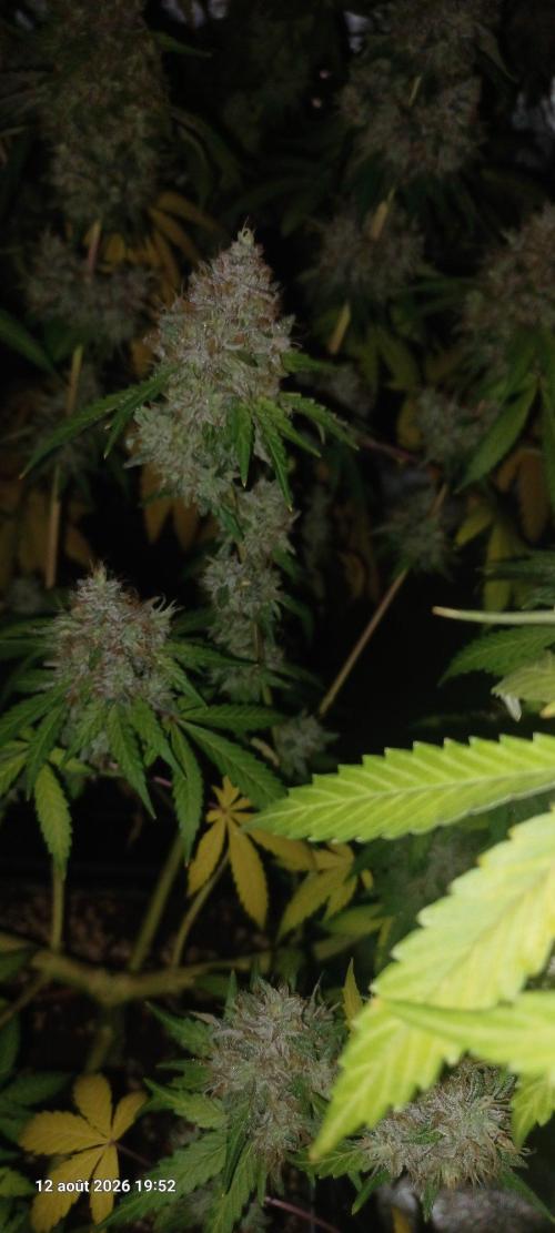 Forbidden Fruit  rQs. Week 14