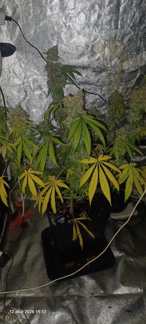 Forbidden Fruit. Week 14