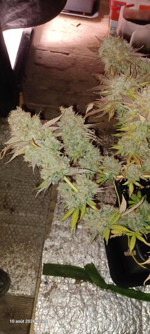 Wedding cake rQs. Week 18