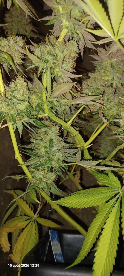 Wedding cake rQs. Week 18
