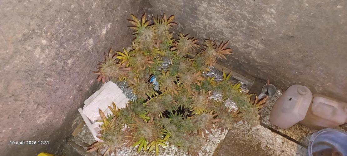 Wedding cake rQs. Week 18