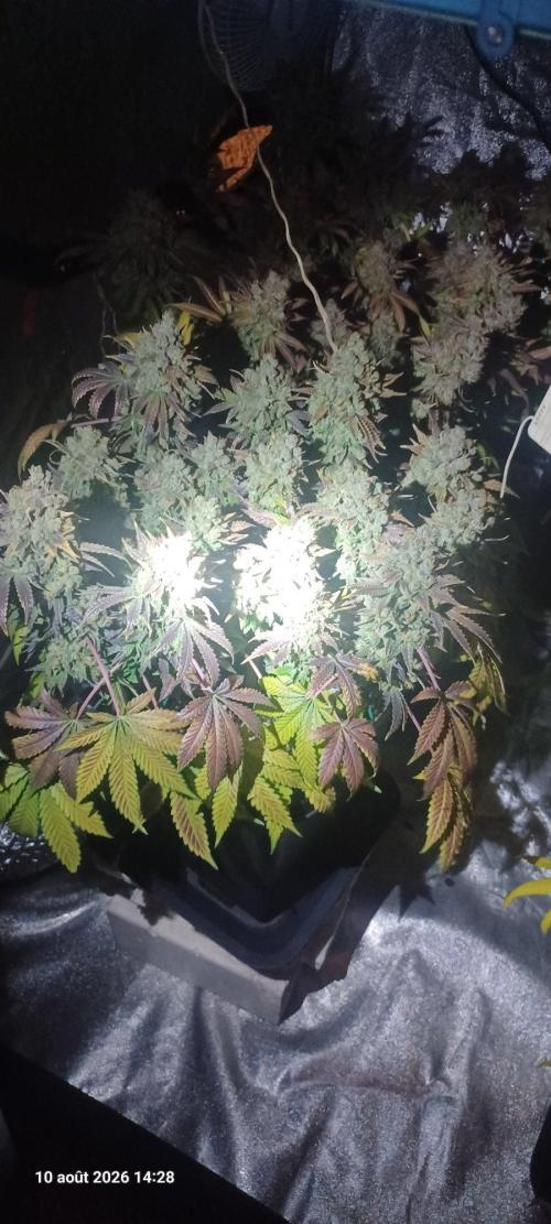 Wedding cake rQs. Week 18