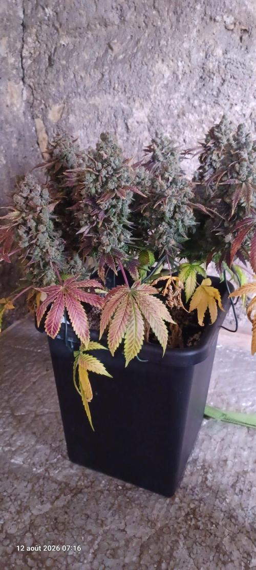 Wedding cake rQs. Week 18