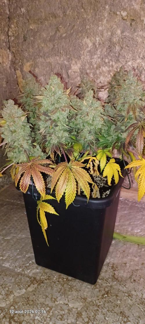 Wedding cake rQs. Week 18