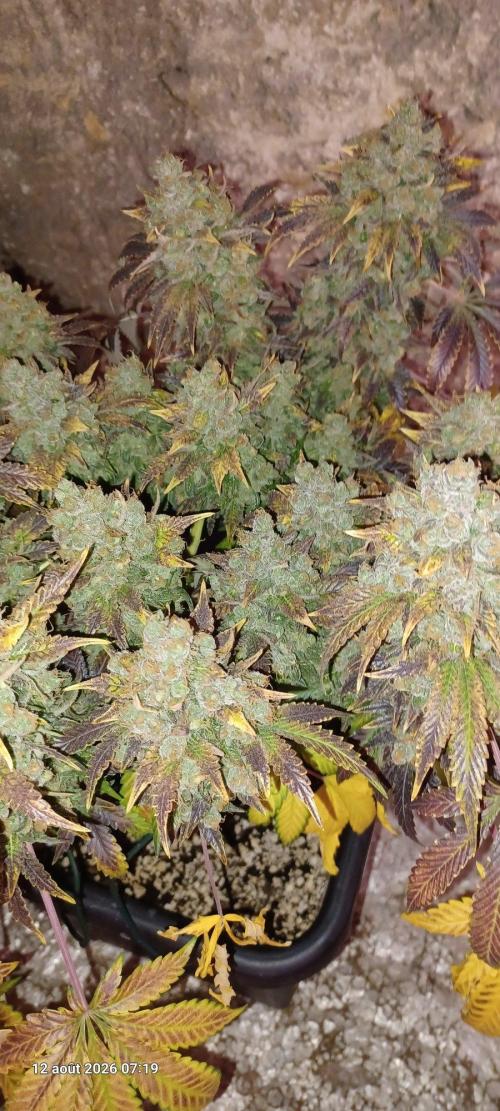 Wedding cake rQs. Week 18