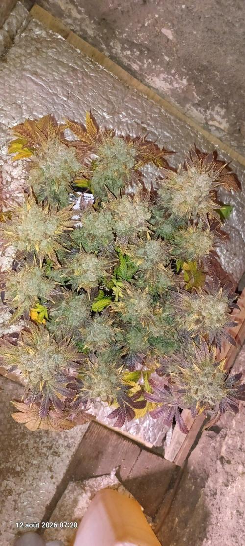 Wedding cake rQs. Week 18