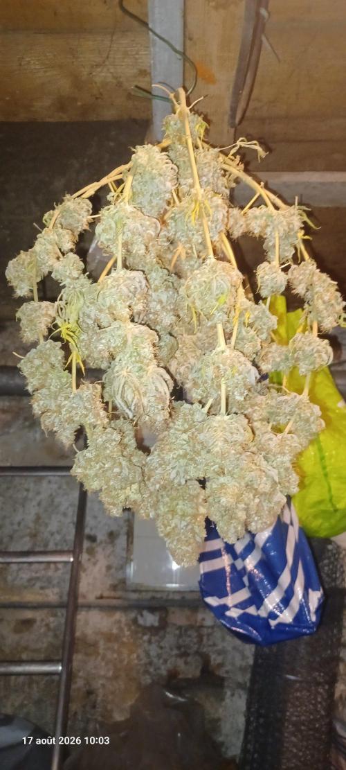 Wedding cake rQs. Week 18