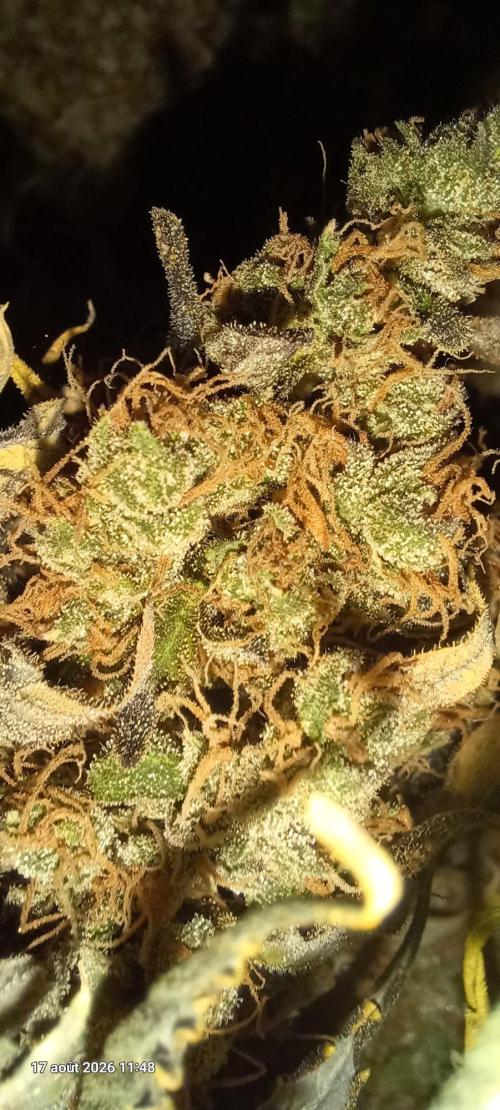 Wedding cake rQs. Week 18