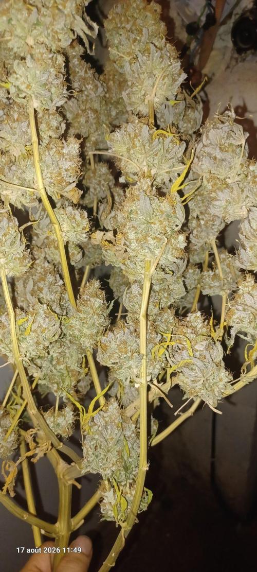 Wedding cake rQs. Week 18