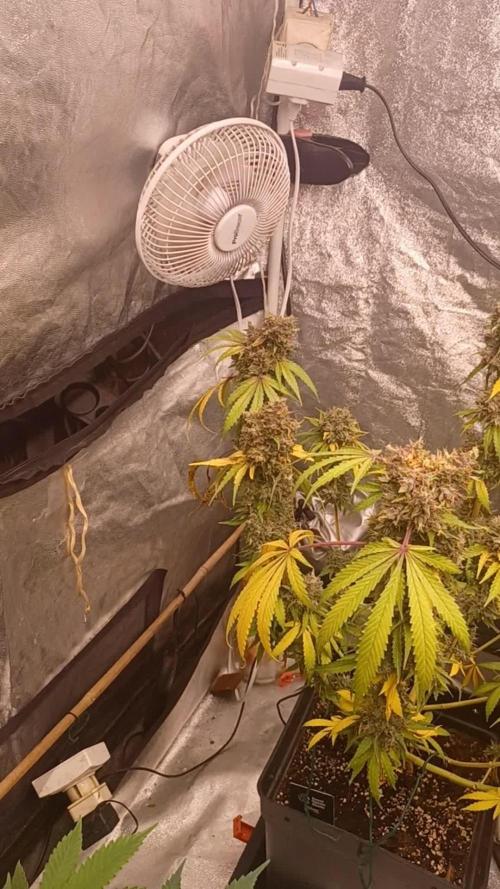 Forbidden Fruit rQs