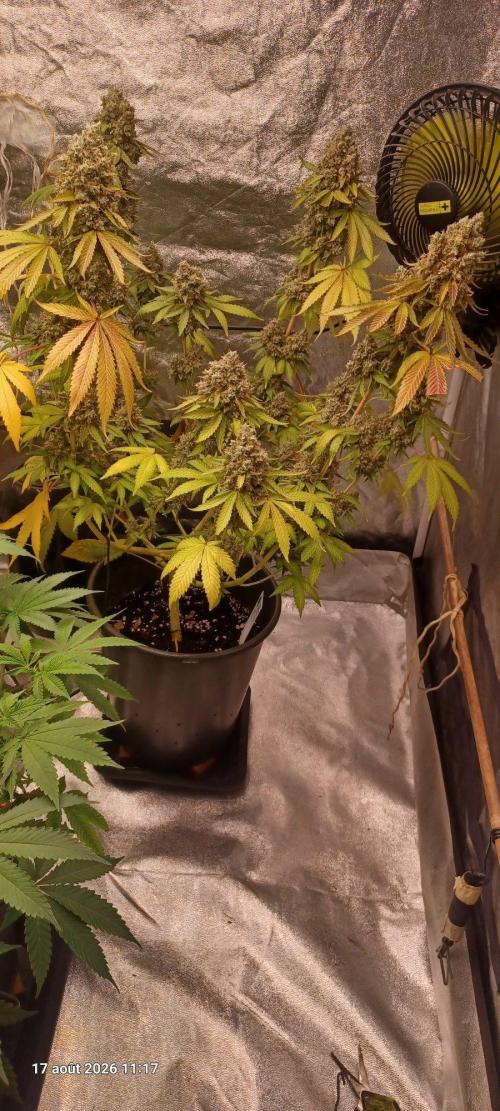 Forbidden Fruit  rQs. Week 15