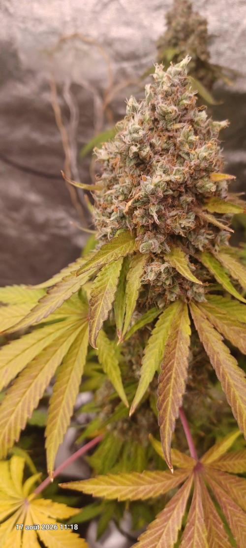 Forbidden Fruit  rQs. Week 15