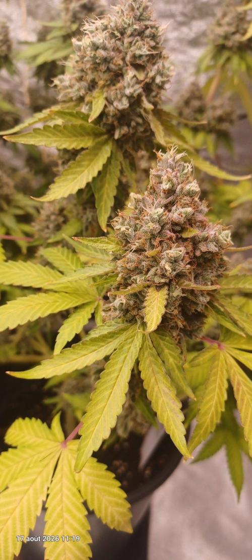 Forbidden Fruit  rQs. Week 15
