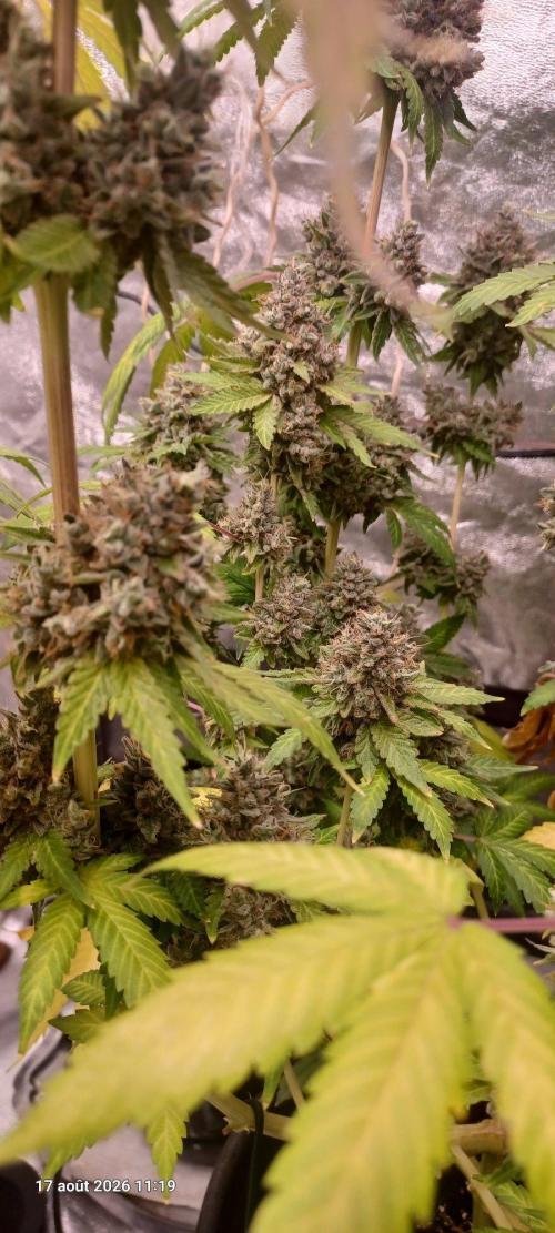 Forbidden Fruit  rQs. Week 15